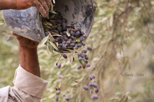 Olive Harvest in Palestine and the Eastern Mediterranean 